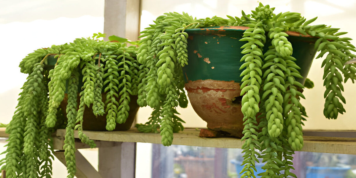 Best Soil pH and Moisture Levels for Burro’s Tail