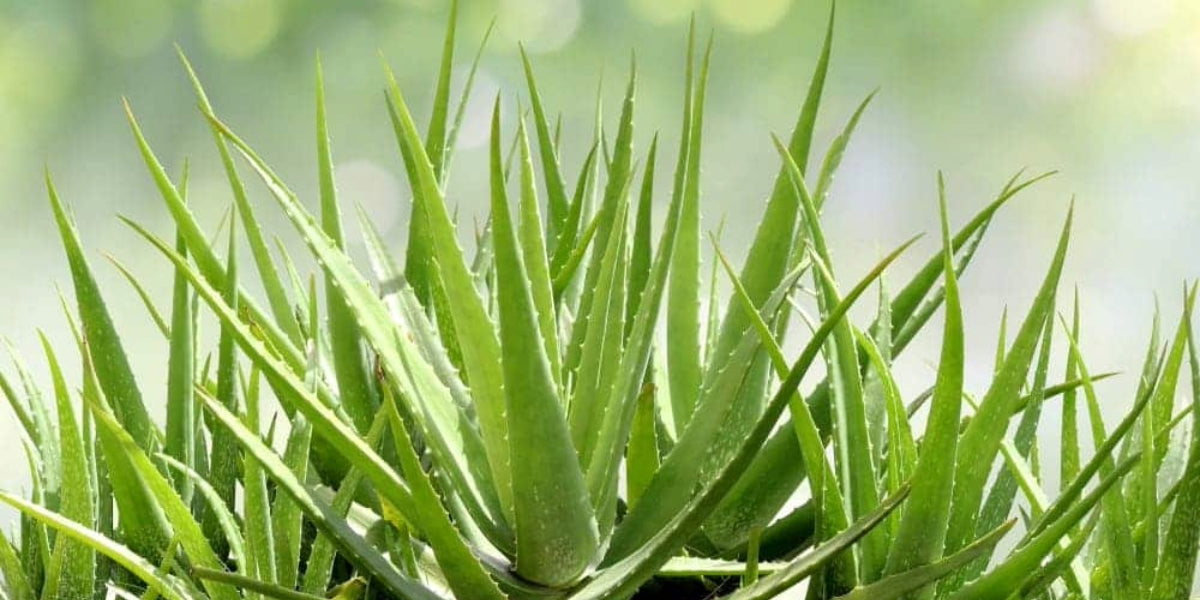How to Care for Aloe Vera Plants & Health Benefits – Everything You Need to Know!