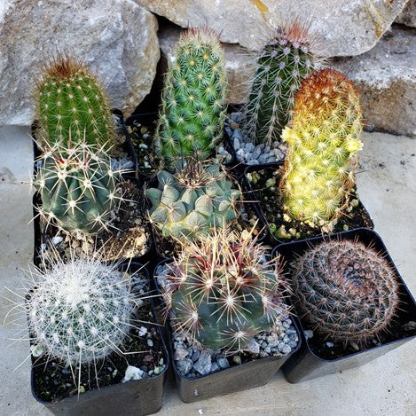 10 Best Cactus You Can Grow Indoors Or At Your Home