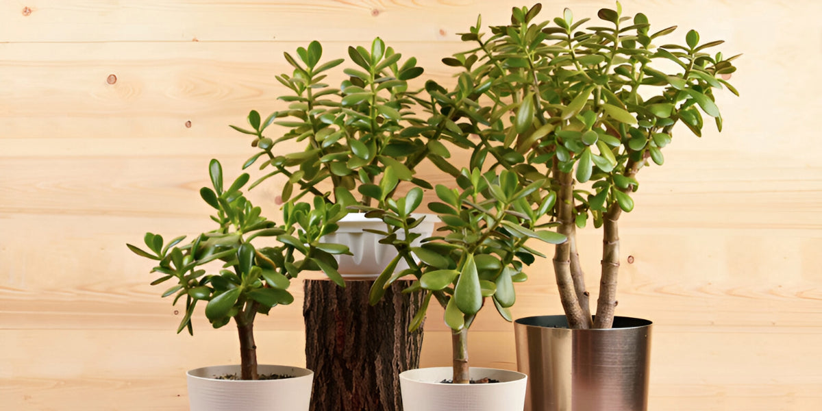 Types of Jade Plant - Care & Growing Guide | Planet Desert Types of Jade Plant - Care & Growing Guide | Planet Desert