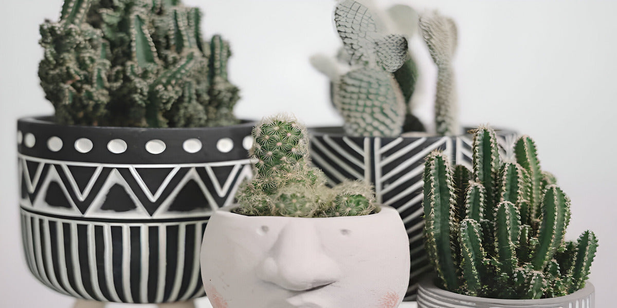All About Cactus – Top 20 Facts About Cacti that You Need to Know!