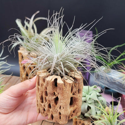 Everything You Need To Know About - Tillandsia Magnusiana