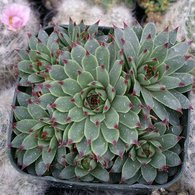 Everything You Need To Know About - Hardy Succulents