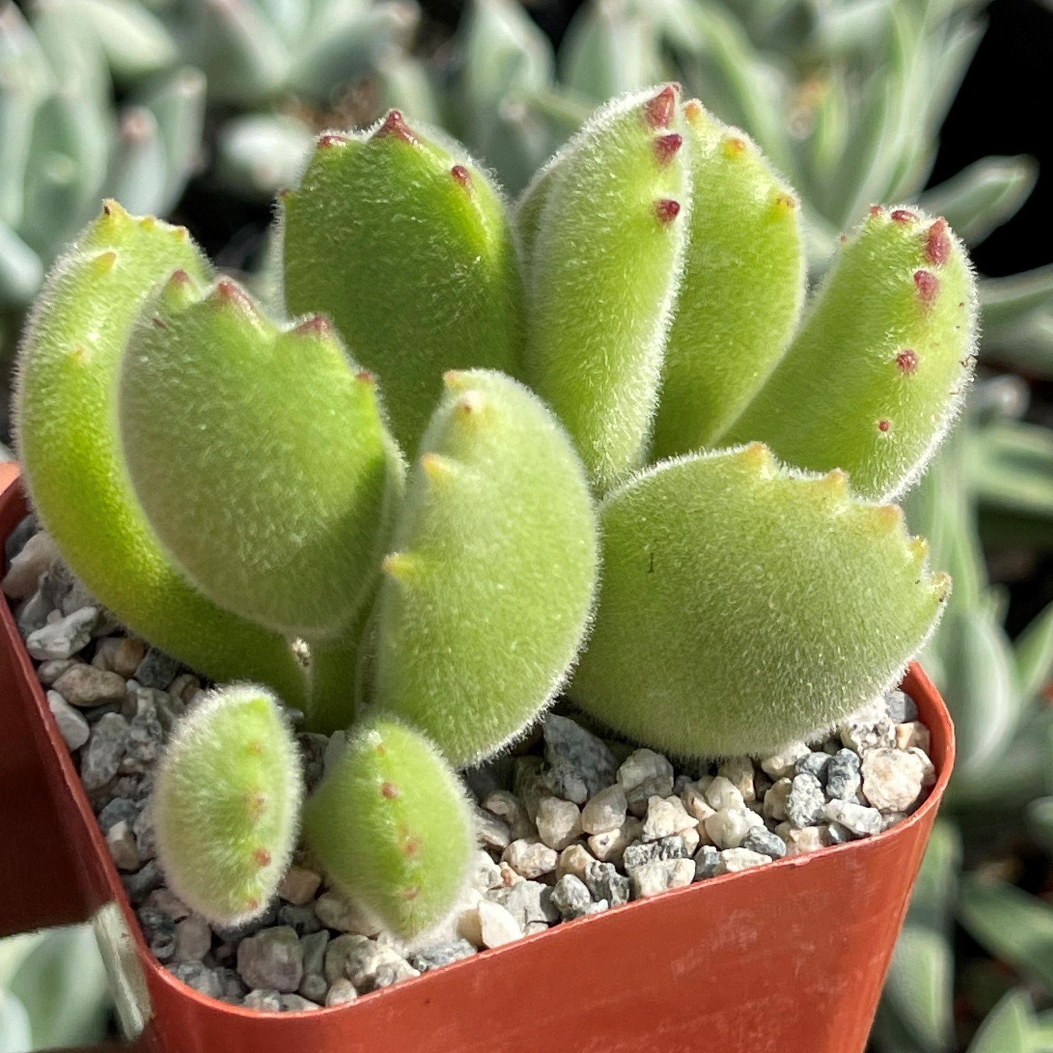 Cotyledon Ladismithiensis or Bear Paw Succulent