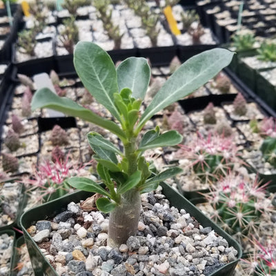 Adenium Obesum or Desert Rose