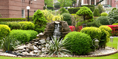 Top 34 Rock Garden Plants & Design Ideas - Everything You Need to Know!