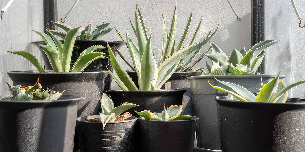 Agave Succulents 'Care and Growing Guide' - Everything You Need To Know!