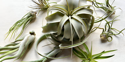 How to Take Care of Tillandsia Air Plants – Plus Our Top 10 Favorite Varieties and More...
