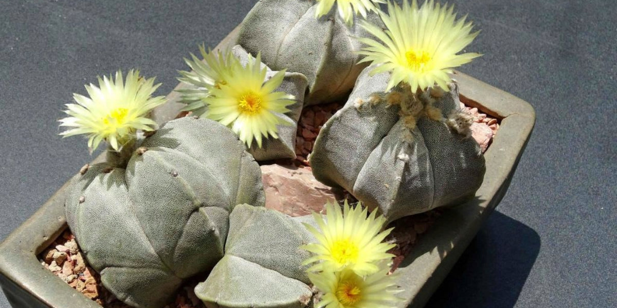 Everything to know about Astrophytum Myriostigma (Bishop's Cap)