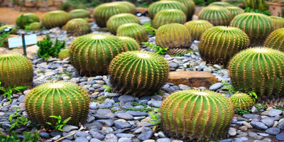 Barrel Cactus Varieties - Everything You Need to Know!
