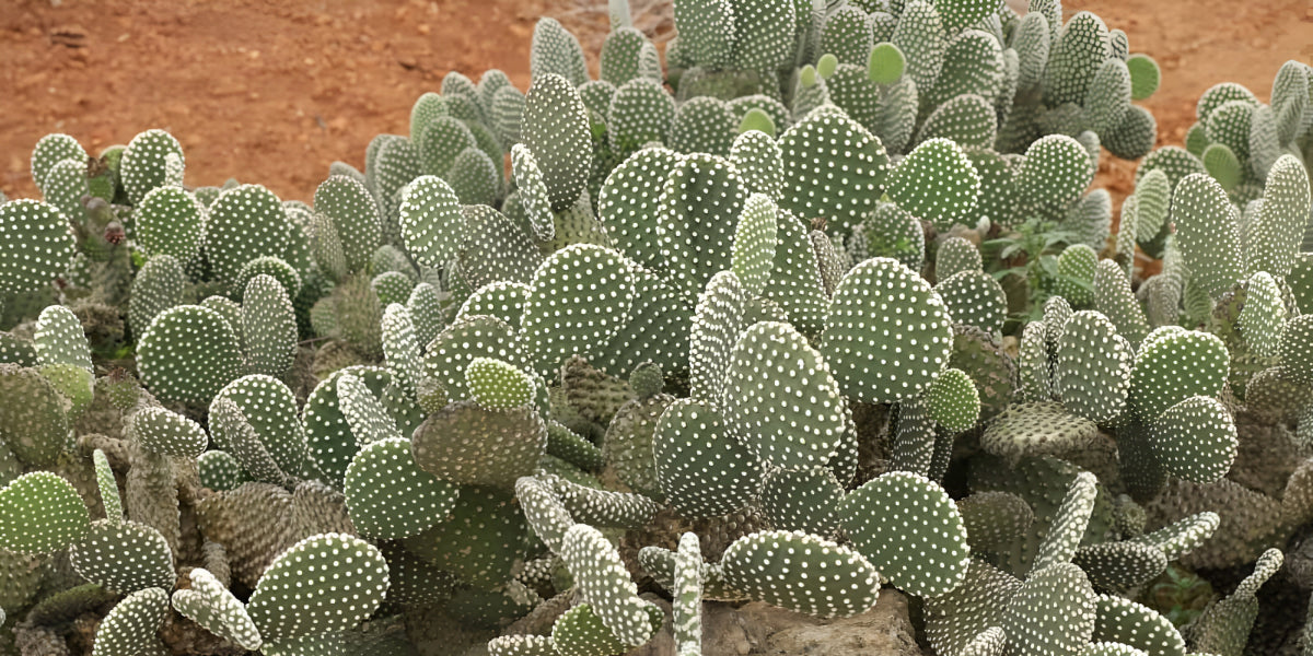 Bunny Ear Cactus 'Care and Growing guide' - Everything You Need To Know!