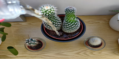 Cactus Watering - Everything You Need to Know! 