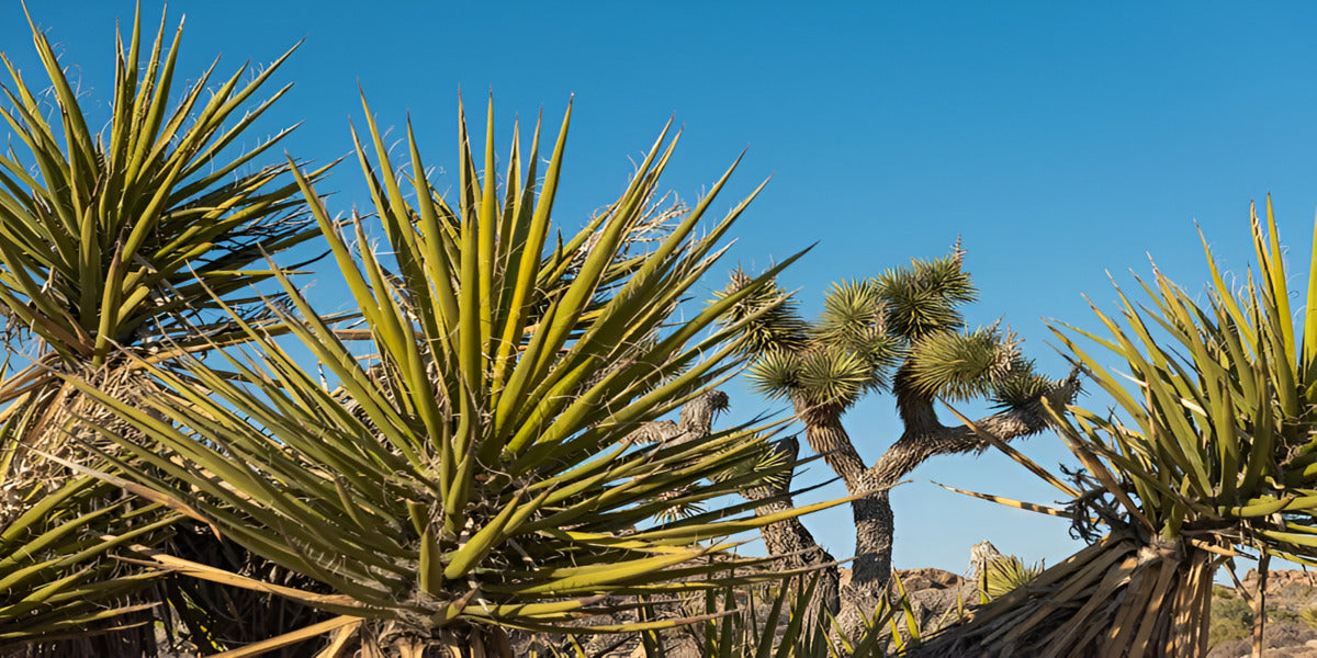 Everything You Need to Know About Yucca Plants – Yuccas Care Guide