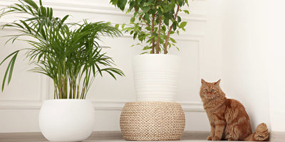 Cat Friendly Plants - Top 27 Nontoxic Varieties that are Easy to Care For!