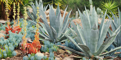 Agave americana  – Everything You Need to Know!