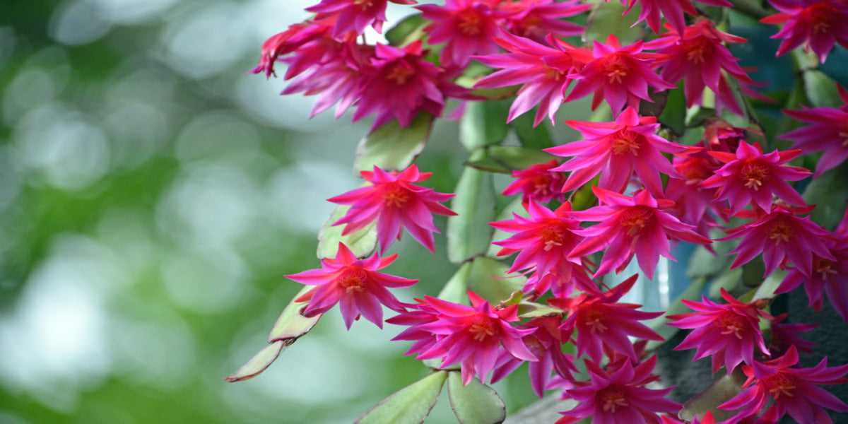 Christmas Cactus 'Care & Growing Guide' -  Everything You Need to Know!