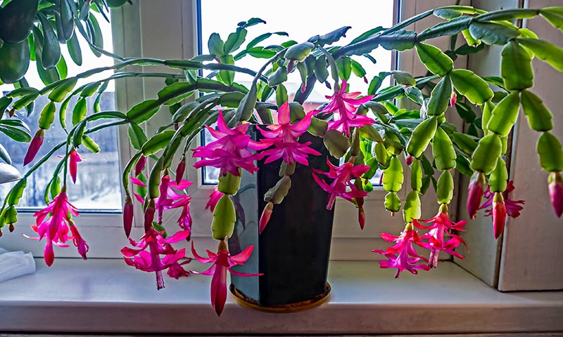 Holiday Cactus Plants - Christmas Cactus Vs. Thanksgiving Cactus Vs. Easter Cactus - What's the Difference?