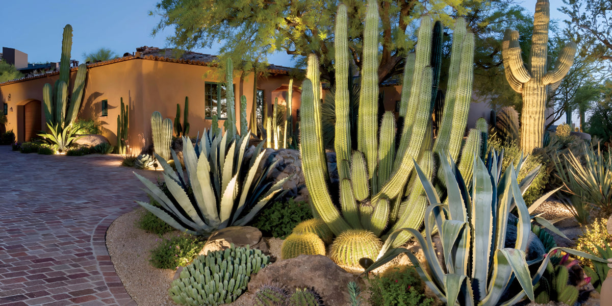 All About Desert Plants for Landscaping – Includes our Top 40 Best Desert Plants for your Garden