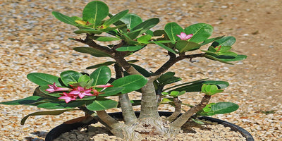 Desert Rose – Everything You Need to Know!