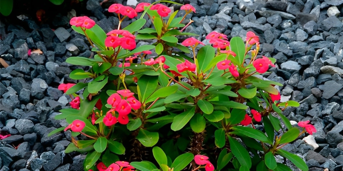 Crown of Thorns Plant (Euphorbia milii) ‘Care & Growing Guide’ – Everything You Need to Know!