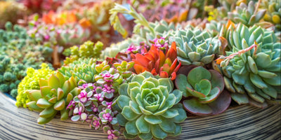 All About Flowering Succulents 'Types, Care and Growing Tips' Everything You Need To Know !