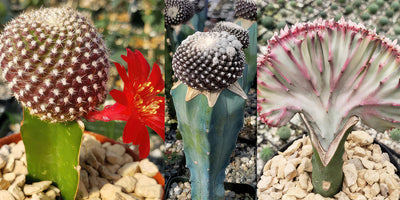 Grafted Cactus - Everything You Need To Know!