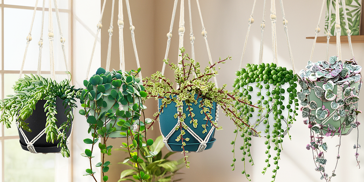 Top 30 Best Hanging House Plants That Make Any Space Look Amazing