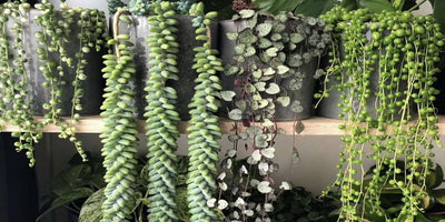 Top 22 Hanging & Trailing Succulents - Everything You Need to Know!