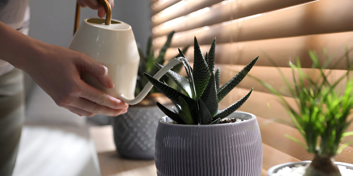 How to Water Succulents - Everything You Need To Know!