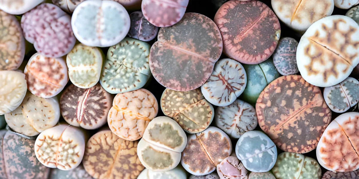 Lithops 'Living Stones' Plants - Everything You Need To Know!