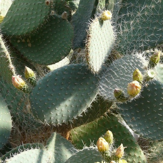 Opuntia