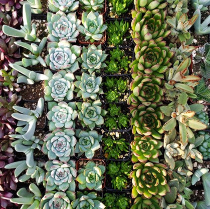 How to Make Succulents Colorful 