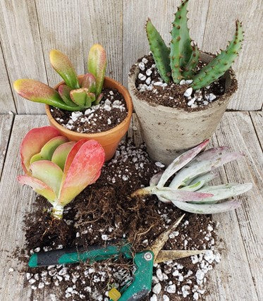 How to Prune succulents?