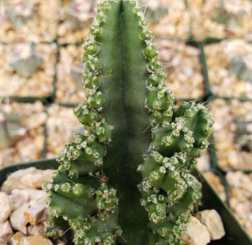 Fairy Castle Cactus 'Acanthocereus tetragonus' - Everything You Need to Know!