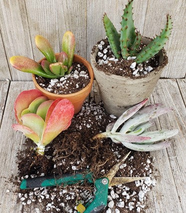 How to Prune Succulents?
