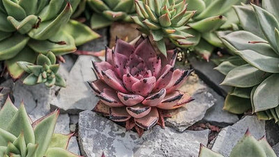 Make Your Own Succulent Garden