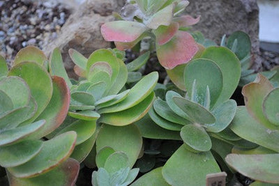 Growing & Care Guide: Kalanchoe ‘Flapjacks’