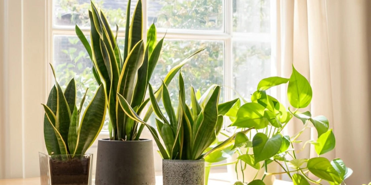 Types of Snake Plants ‘Care & Growing Guide’ – Everything You Need to Know!