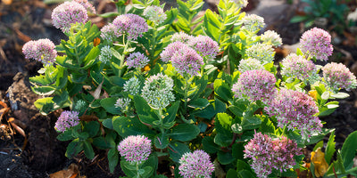 Stonecrop Sedum Plants: Care, Popular Varieties & Buyers Guide