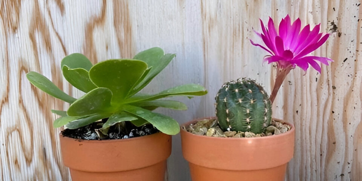 Succulents vs. Cacti: What's the Difference?