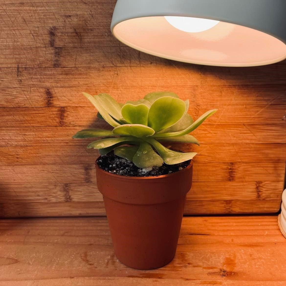 Things to Know for Growing Succulents under Artificial or Grow Lights