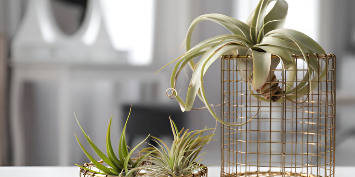 What Are Air Plants? - Top 10 Benefits & Top 5 Mistakes You Need to Know!