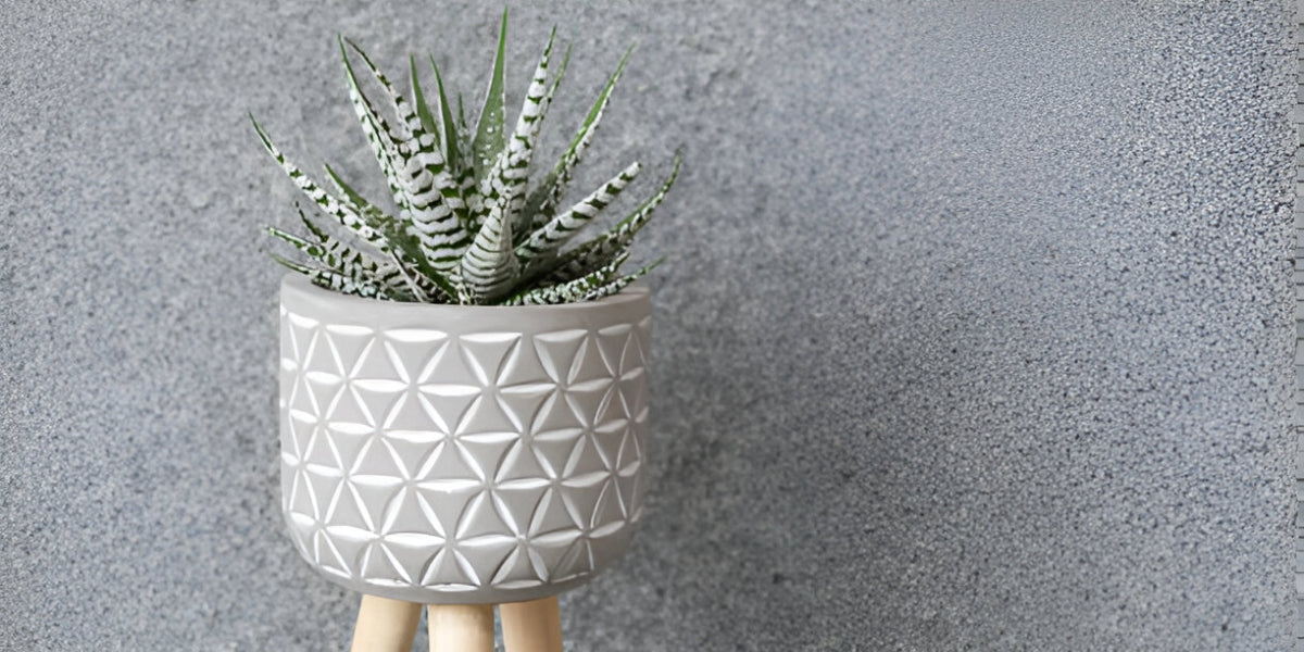 Zebra Haworthia Succulent - Everything You Need to Know!