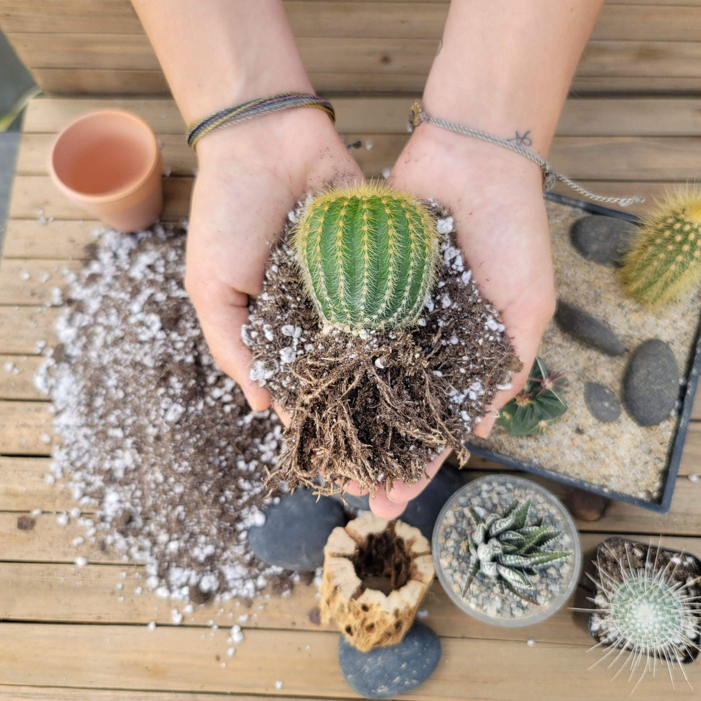 The Perfect Soil For Succulents In Pots