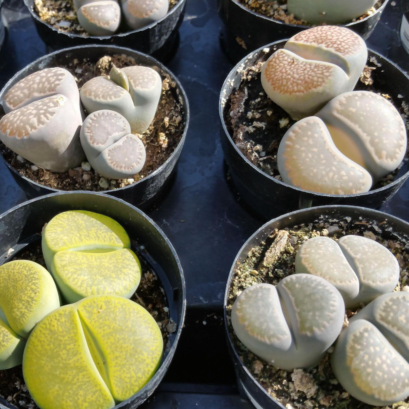 Everything You Need To Know About - Lithop Plants