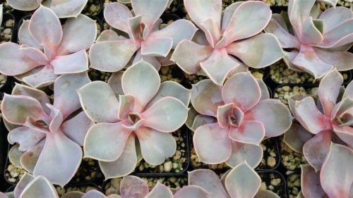 Top 10 Echeveria Succulents To Own