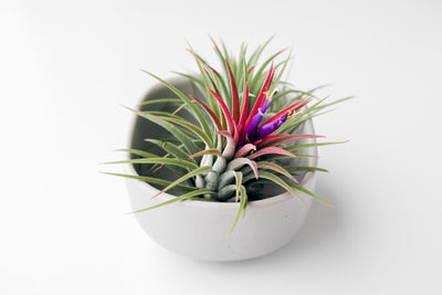 What Are Air Plants? + 10 Benefits You Didn't Know