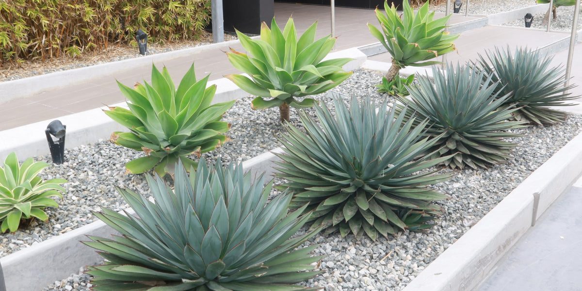 Difference Between Agave and Aloe Plants!