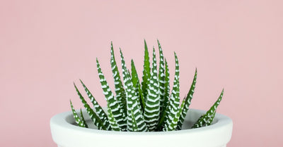 Winter Care Tips For Succulents and Cacti