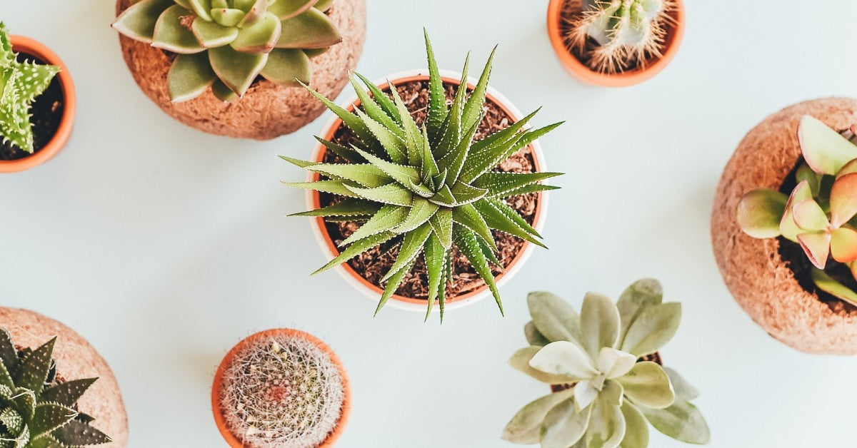 Winter to Spring Cactus and Succulent Care Tips